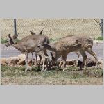 deer06.jpg